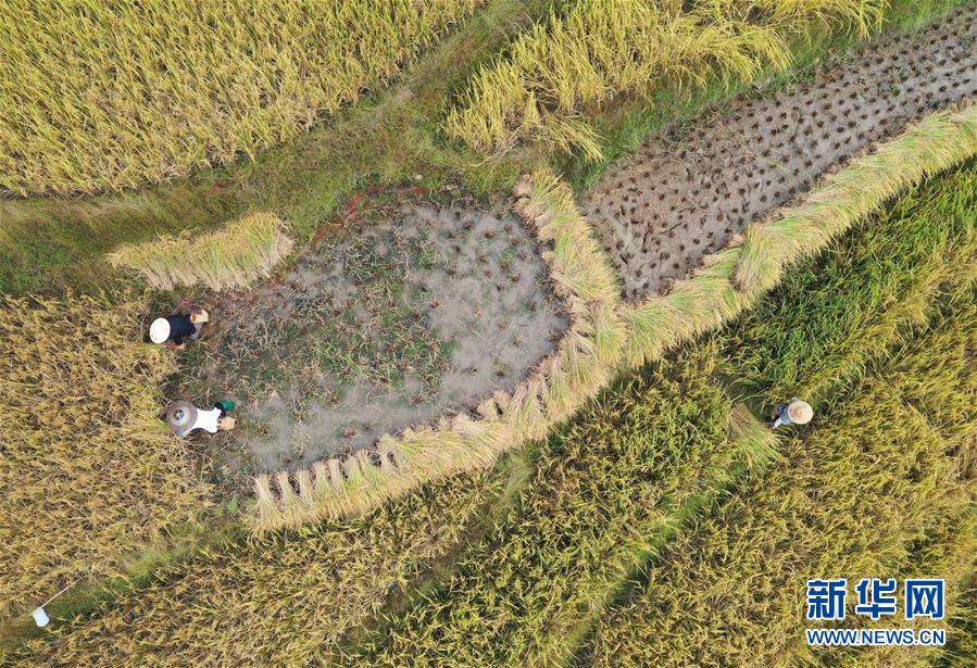 (经济)(1)龙脊秋收