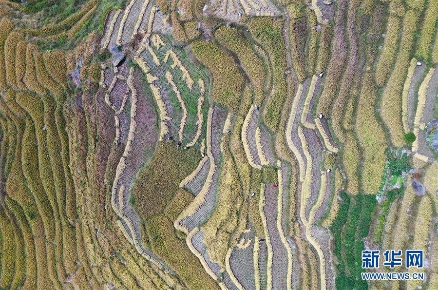 (经济)(2)龙脊秋收