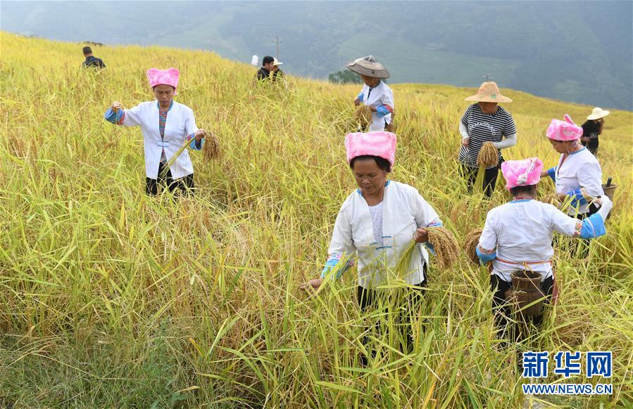 (经济)(3)龙脊秋收