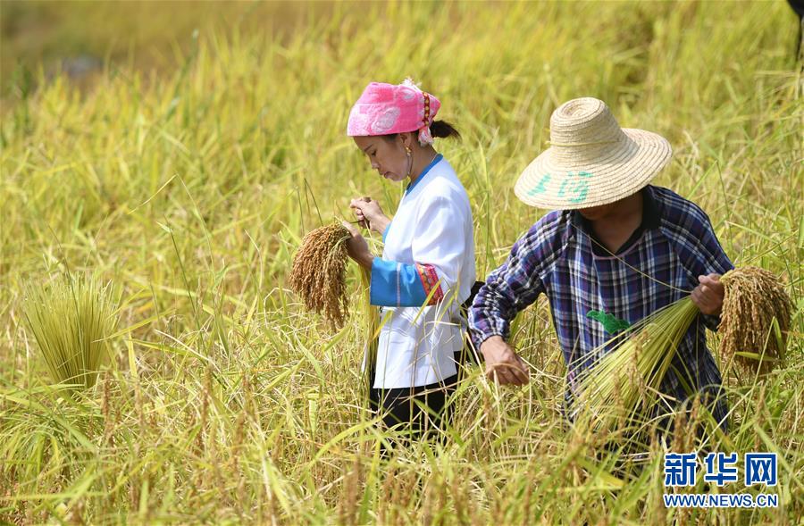 (经济)(4)龙脊秋收