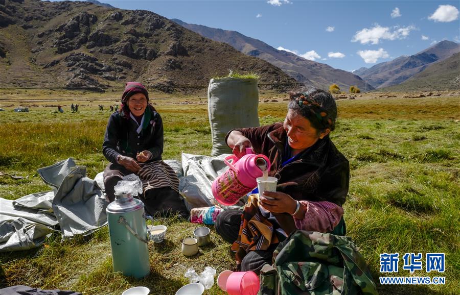 （社會）（4）西藏：牧草豐收儲“冬糧”