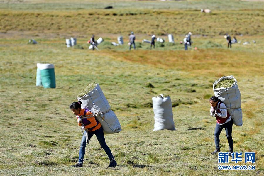 （社会）（6）西藏：牧草丰收储“冬粮”