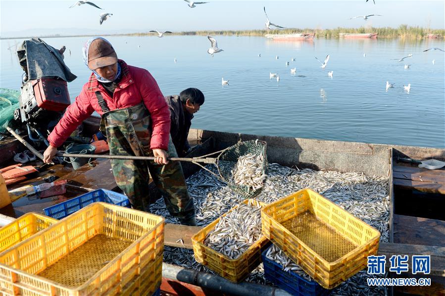 （经济）（4）新疆博斯腾湖池沼公鱼大丰收