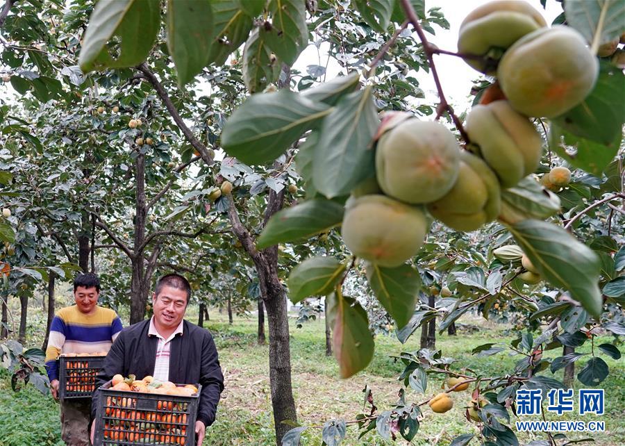 （经济）（1）河北顺平：推进特色林果产业发展