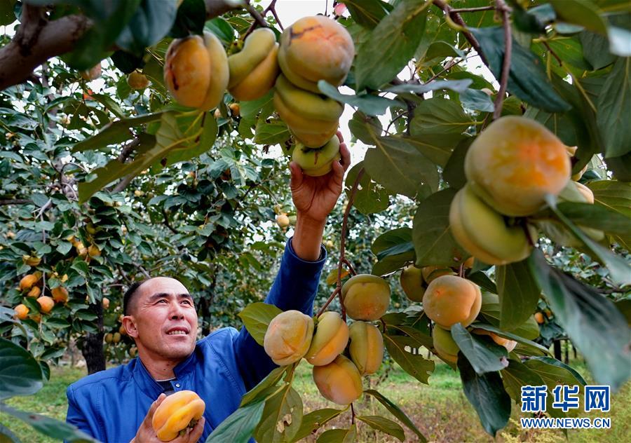 （经济）（2）河北顺平：推进特色林果产业发展