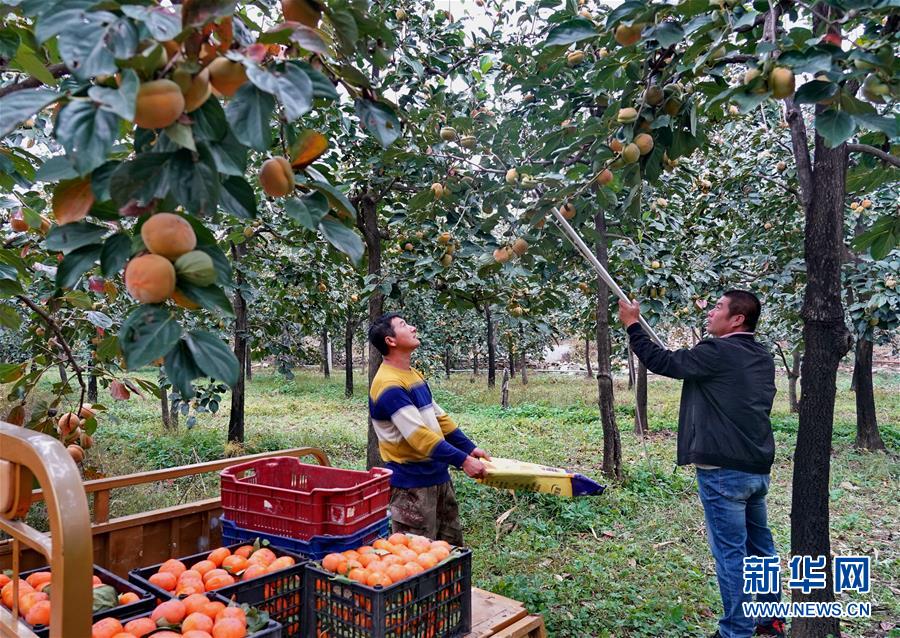 （经济）（3）河北顺平：推进特色林果产业发展