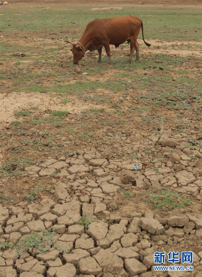 （国际）（3）津巴布韦因干旱面临食物短缺