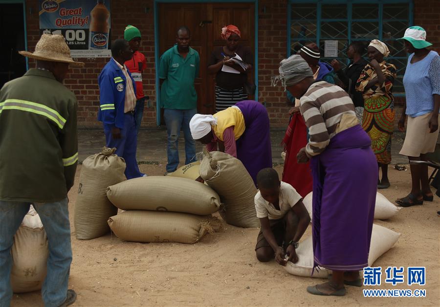 （国际）（6）津巴布韦因干旱面临食物短缺
