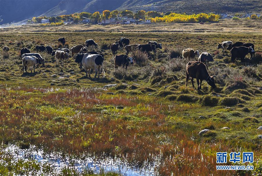 （美丽中国）（6）拉萨：楚布沟秋色美