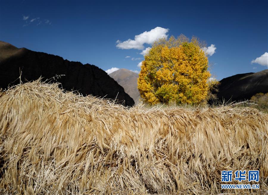 （美丽中国）（8）拉萨：楚布沟秋色美