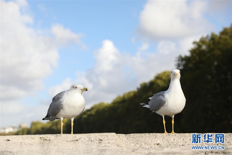 （国际）（1）罗马秋色