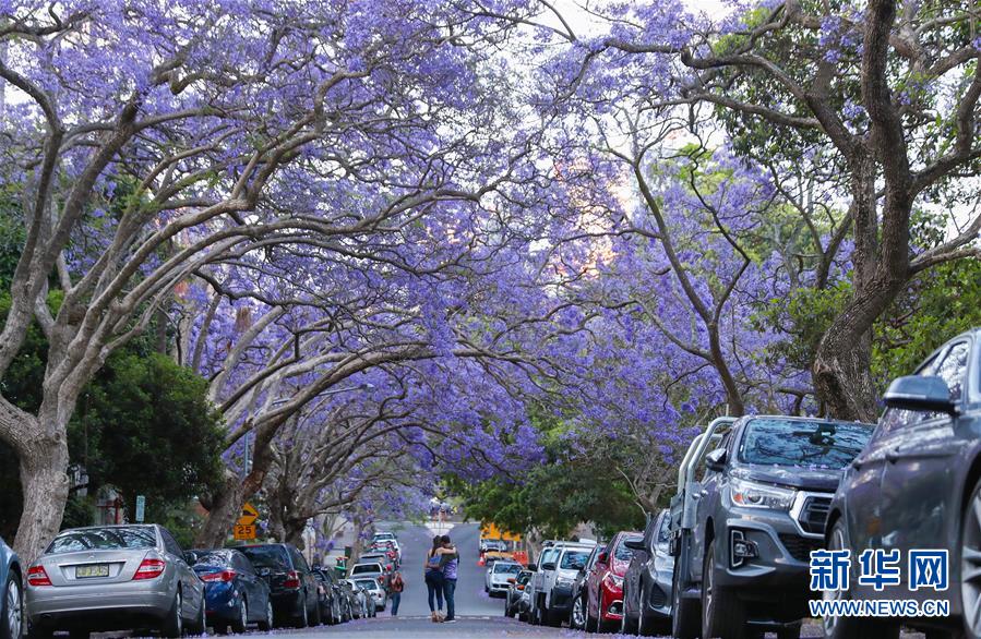 （国际）（1）在悉尼邂逅紫色浪漫