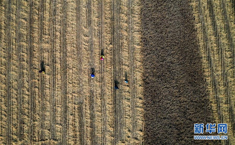 （经济）（1）陕西延安：南泥湾水稻迎丰收