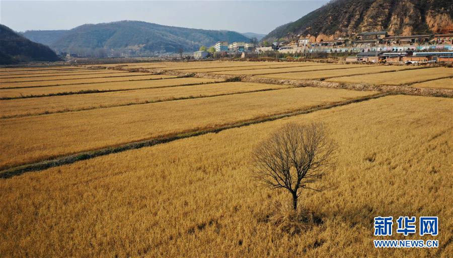 （经济）（2）陕西延安：南泥湾水稻迎丰收