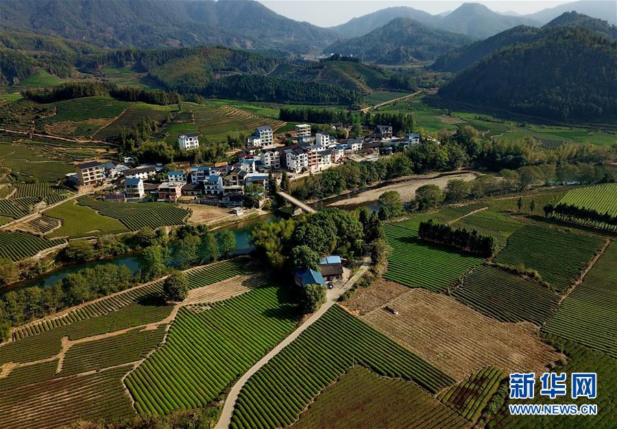 (经济)(1)福建武夷山:茶叶合作社打开致富门路