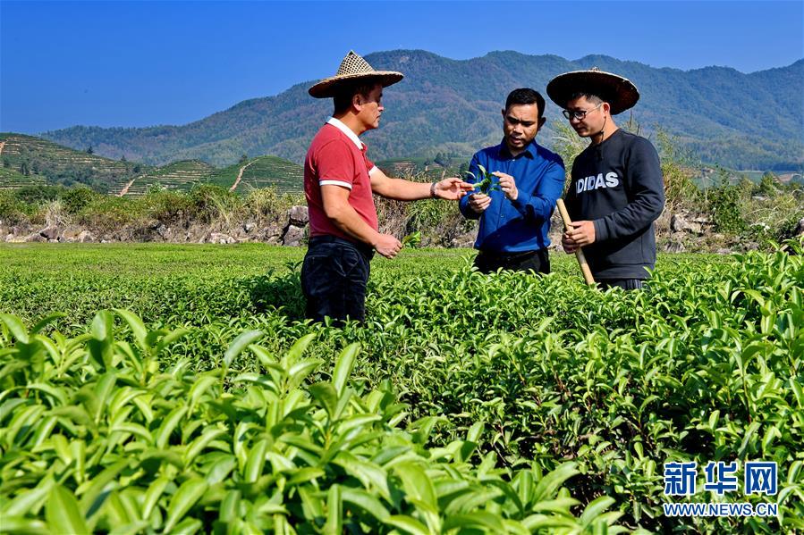 （经济）（2）福建武夷山：茶叶合作社打开致富门路
