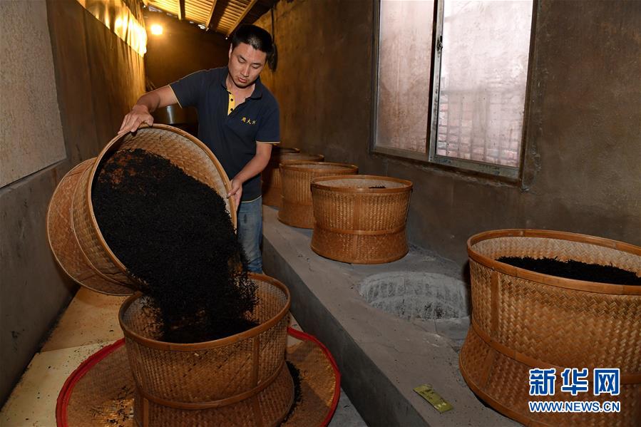 （经济）（9）福建武夷山：茶叶合作社打开致富门路