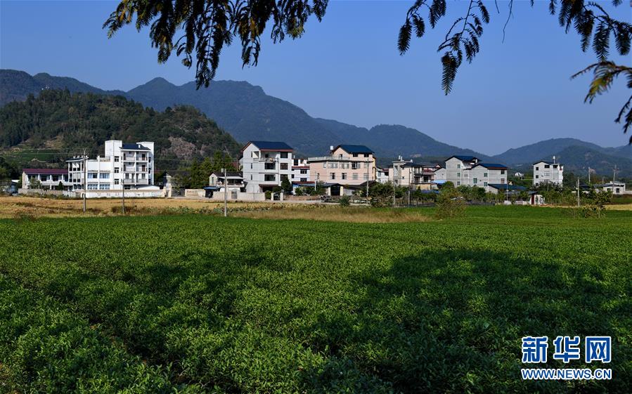 （经济）（10）福建武夷山：茶叶合作社打开致富门路