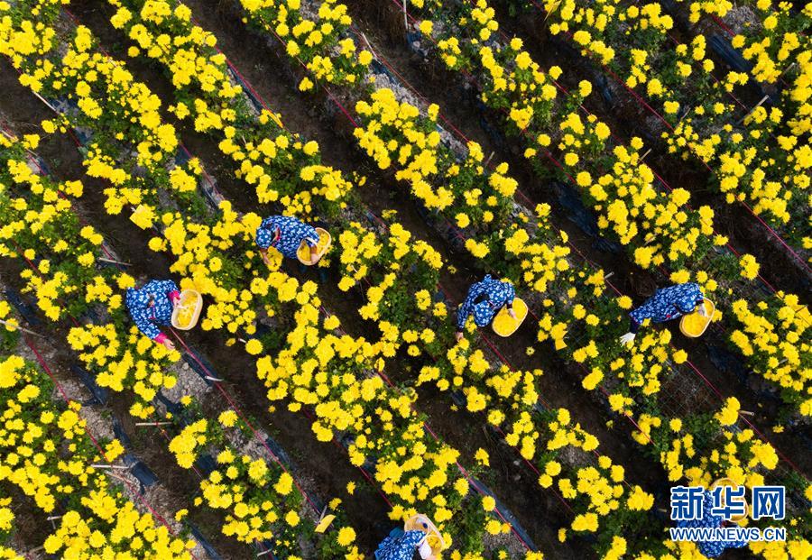 (经济)(1)金秋山村盛开“致富花”