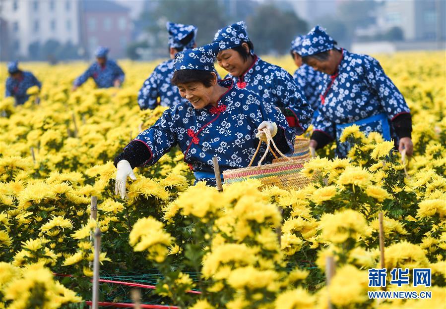 （经济）（2）金秋山村盛开“致富花”