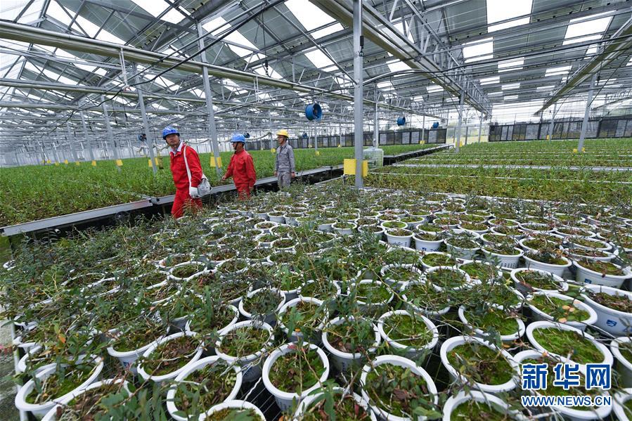 (经济)(4)浙江长兴:“渔农光互补”助力乡村振兴