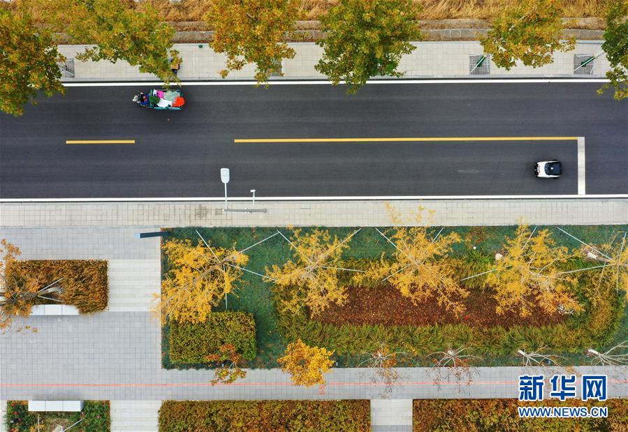 （环境）（5）雄安秋色