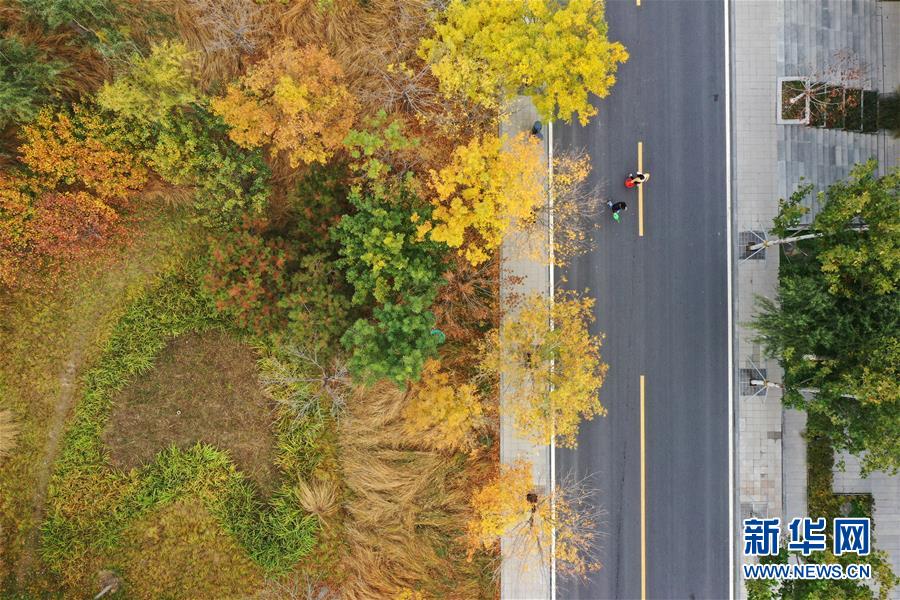 （环境）（6）雄安秋色