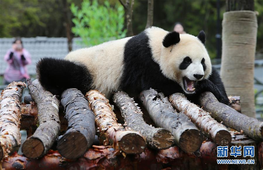 甲勿海大熊猫保护研究园开园，有四只从中国大熊猫保护研究中心借入的大熊猫