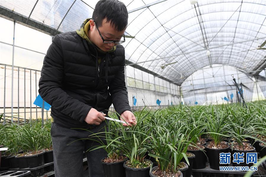 (图片故事)(1)浙江绍兴:“兰四代”的坚守