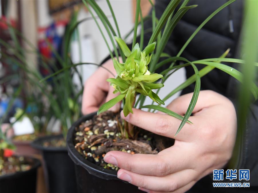 （图片故事）（4）浙江绍兴：&ldquo;兰四代&rdquo;的坚守