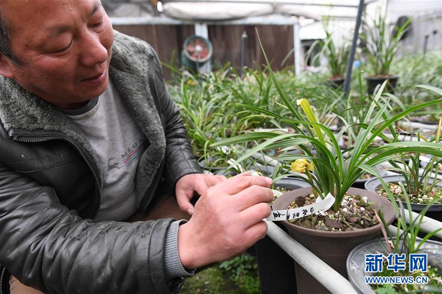 （图片故事）（5）浙江绍兴：&ldquo;兰四代&rdquo;的坚守