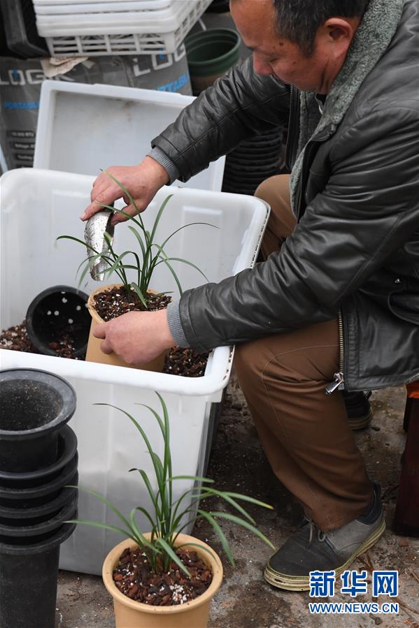 （图片故事）（6）浙江绍兴：&ldquo;兰四代&rdquo;的坚守