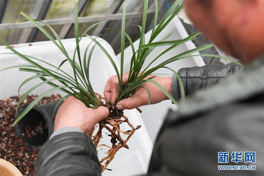 （图片故事）（7）浙江绍兴：&ldquo;兰四代&rdquo;的坚守