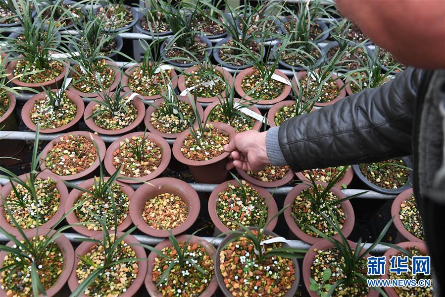 （图片故事）（8）浙江绍兴：&ldquo;兰四代&rdquo;的坚守