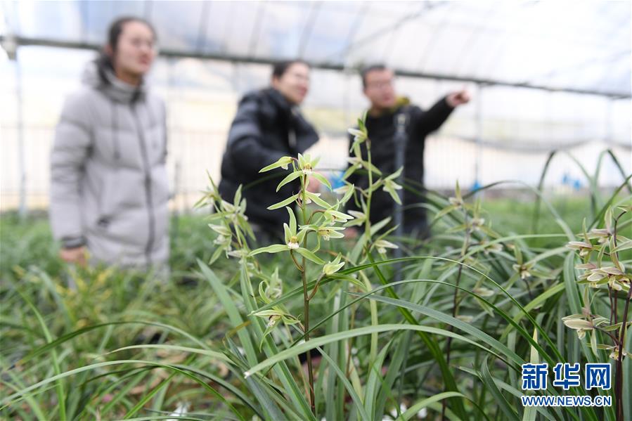 （图片故事）（9）浙江绍兴：&ldquo;兰四代&rdquo;的坚守