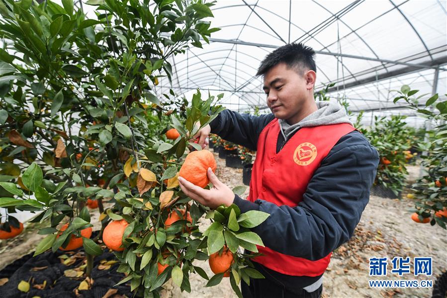 （社会）（1）党员志愿者助农增收