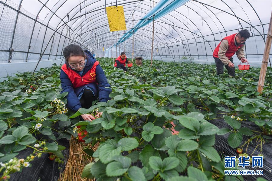 （社会）（2）党员志愿者助农增收