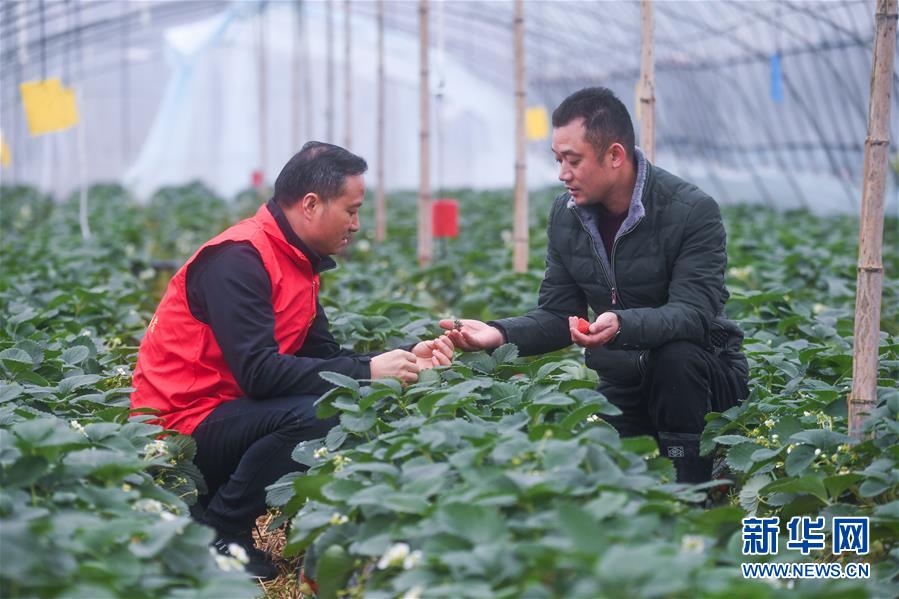 （社会）（3）党员志愿者助农增收