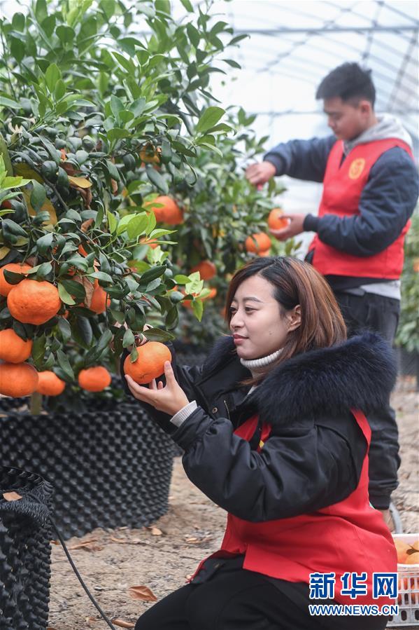 （社会）（4）党员志愿者助农增收