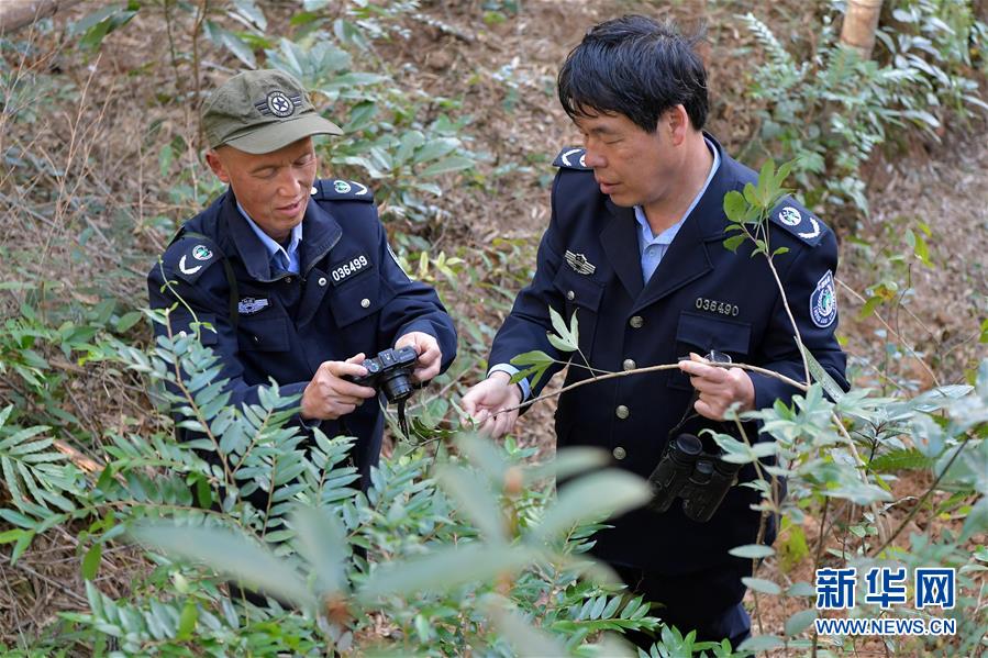 (图片故事)(1)守护深山三十载的“兄弟档”