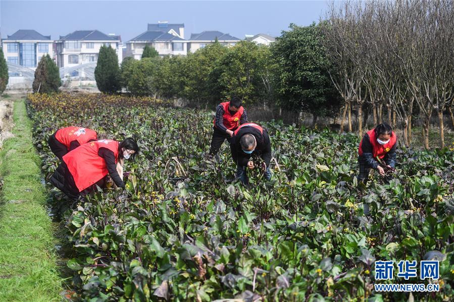 （聚焦疫情防控）（2）“蔬菜帮帮团”防控疫情“解民忧”