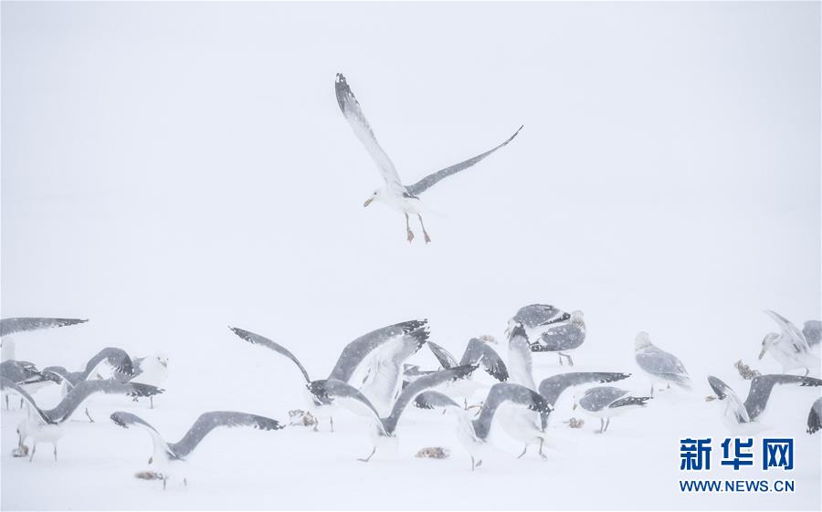 （社会）（5）风雪中守护候鸟迁徙