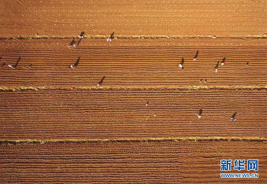 （经济）（1）云南沾益：农民春耕播种忙