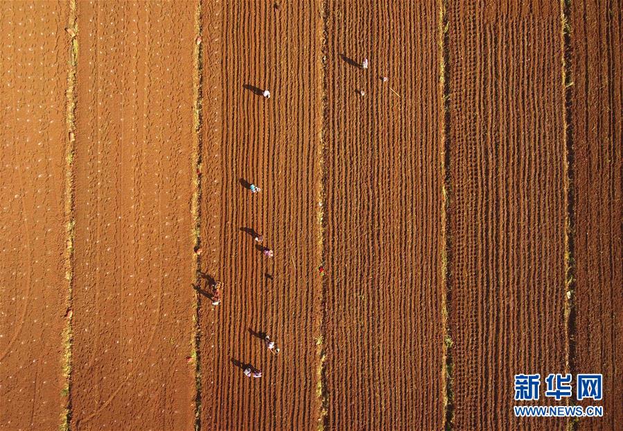 （经济）（2）云南沾益：农民春耕播种忙