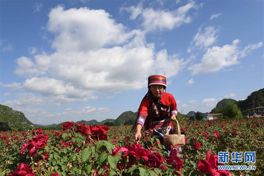 （经济）（1）云南丘北：玫瑰花产业带动农民脱贫增收