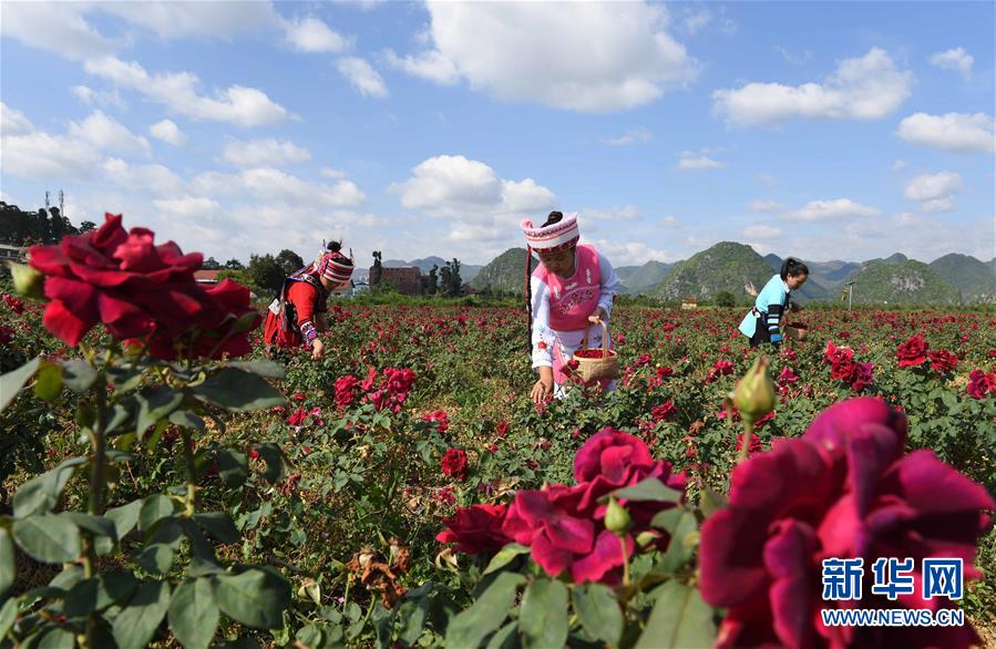 （经济）（3）云南丘北：玫瑰花产业带动农民脱贫增收