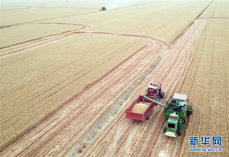 河南省黄泛区农场九分场的麦田里 金色田野里“瞰”麦收