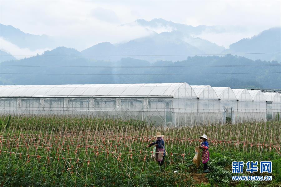（脱贫攻坚）（2） 贵州榕江：“坝区经济”助农增收