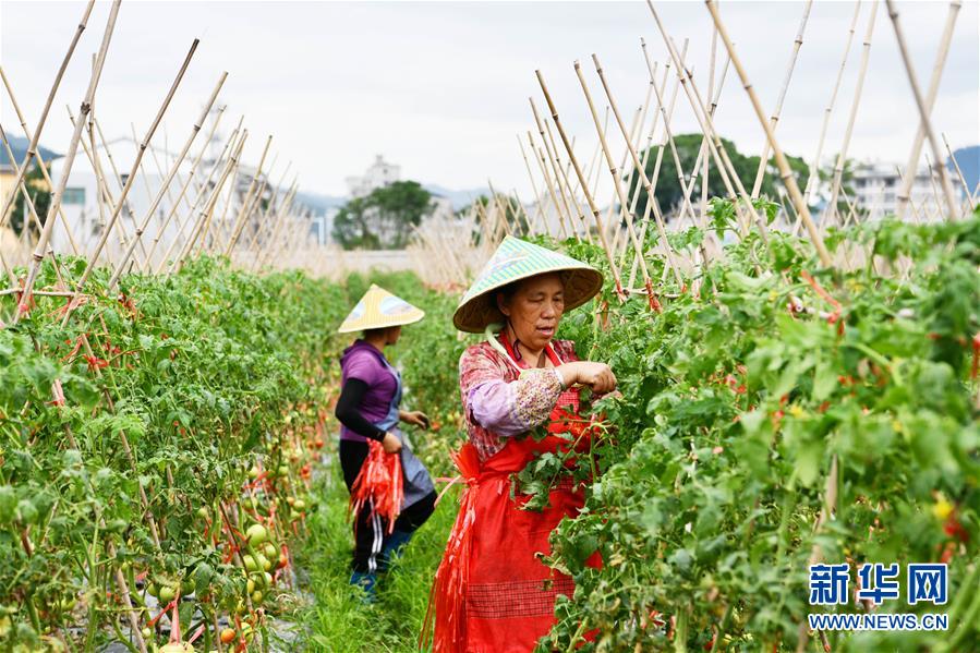 (脱贫攻坚)(3) 贵州榕江:“坝区经济”助农增收