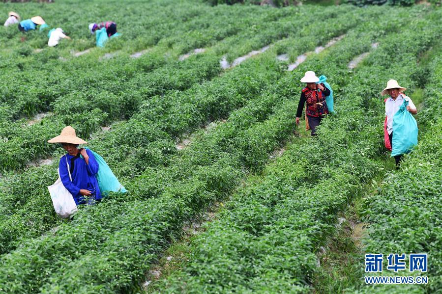 （脱贫攻坚）（4） 贵州榕江：“坝区经济”助农增收